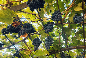 Фото Гостевой дом «Людмила»